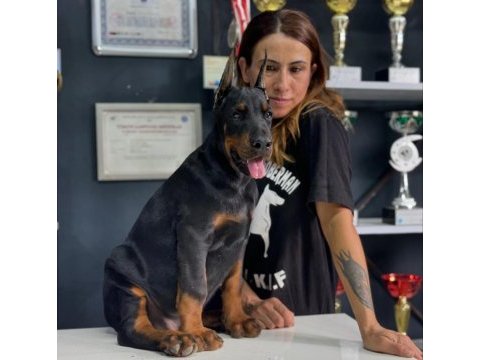 Üst düzey european doberman yavrular