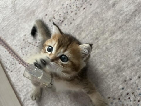 Golden british shorthair cinsi dişi