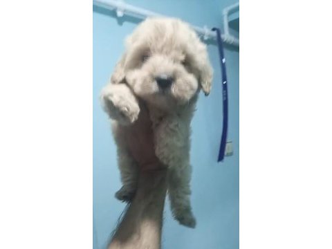 Maltipoo yavruları