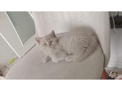 2 aylık dişi british shorthair
