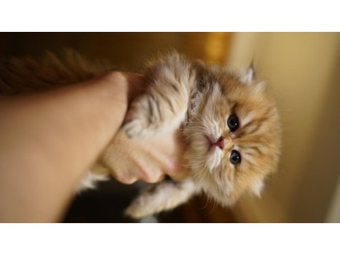 Golden british longhair yavrular