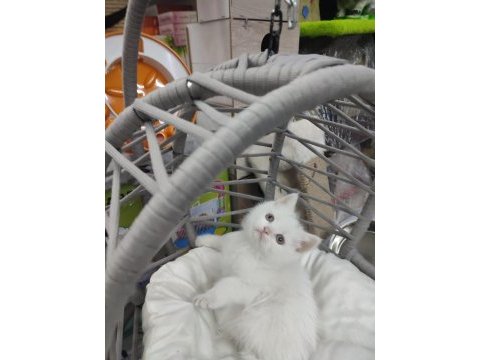 Kalite british shorthair scottish fold yavrular hazır