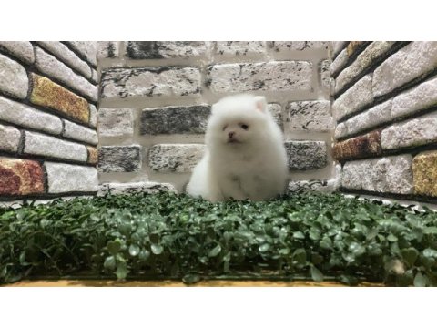 Pomeranian boo köpeğimiz