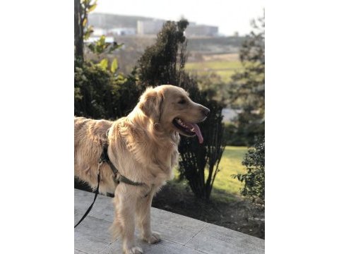 Köpeğimize yeni sahip arıyoruz