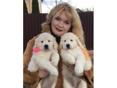 Golden retriever kapıda ödeme hizmetimiz vardır