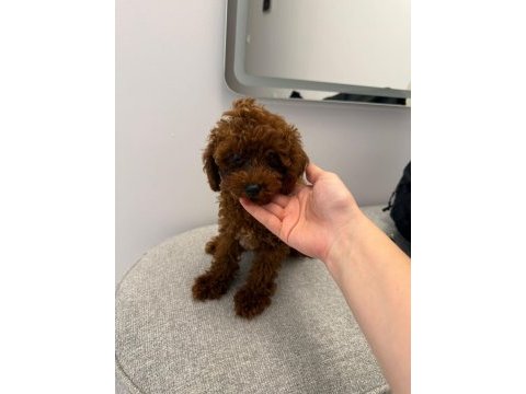 Toy poodle 4 aylık