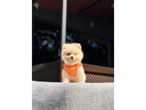 Sağlık ve ırk garantili pomeranian