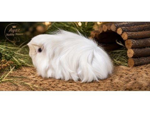 Safkan white peruvian bebek ginepig