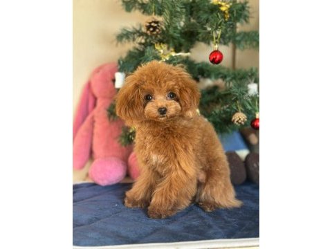 Mini poodle 1.4 kg