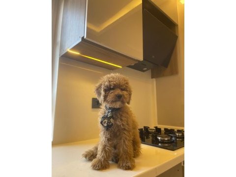 Acil 3 aylık erkek toy poodle aşıları yapılmıştır