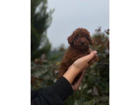 Minik poodl turtalarım yeni ailesini arıyor
