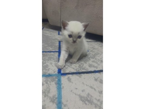 Melek kedilerim ilanda