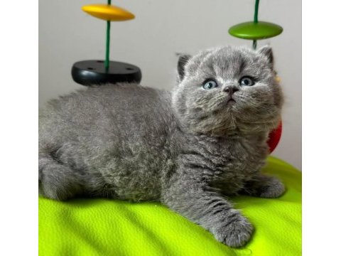 Yuvarlak kafa gri british shorthair