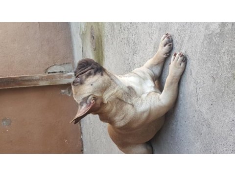 1,5 yaşında french bulldog erkek