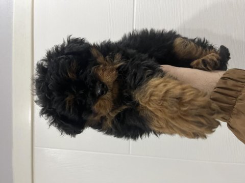 Fantom maltipoo nadir renk