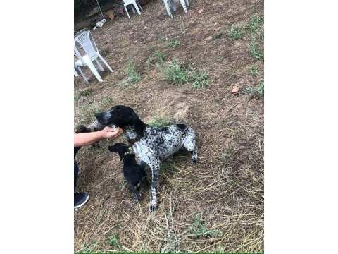 Yavru köpeklerimiz eğitime hazır