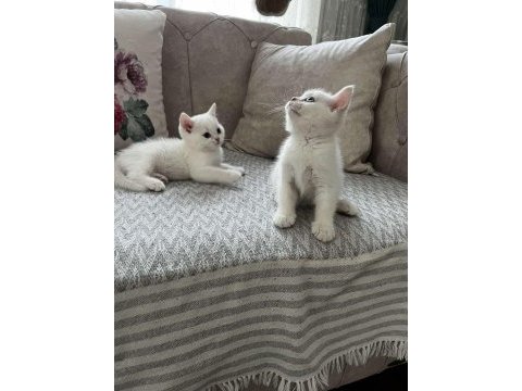 Safkan british longhair ve shorthair yavrular