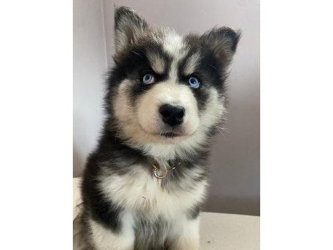 Husky bebekleri