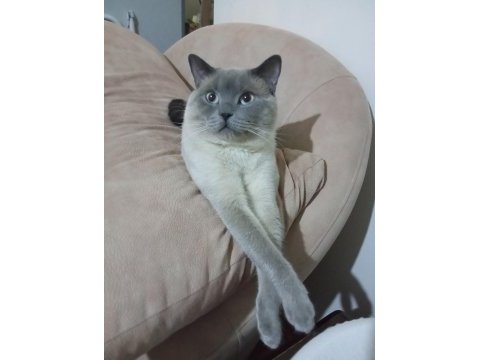 Blue point 1,5 yaşında british shorthair