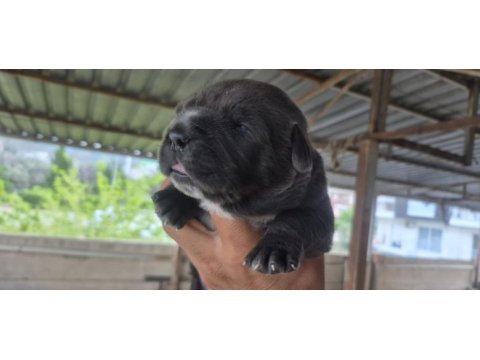 Cane corso orjinal yavrular