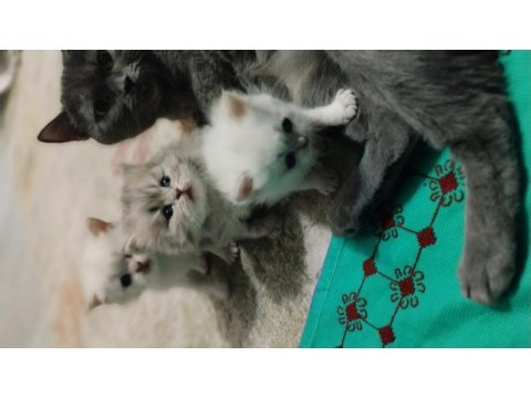 Kendi kedimin son british longhair yavrusu