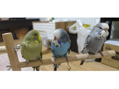 Show jumbo yavrular ele kola alıştırmalık muhabbet kuşu