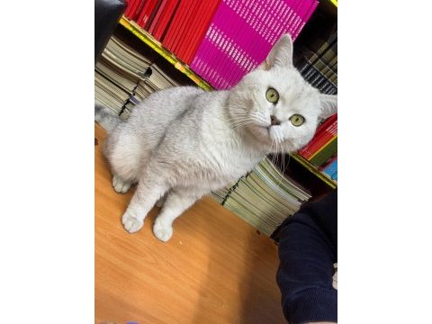 1 yaşında erkek british shorthair