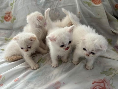 Para istemiyorum ingiliz ırkı british yavrular