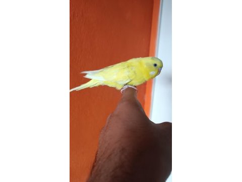Erkek muhabbet kuşu