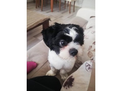 Shih tzu ares