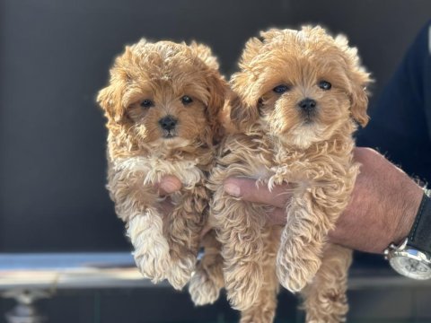Ankarada yasal çiftlikde ziyarete açık maltipoo
