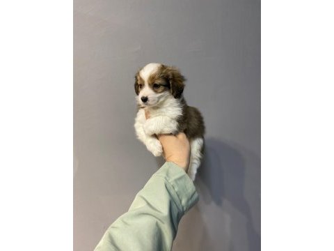 Oğlumuza yuva arıyoruz morkie