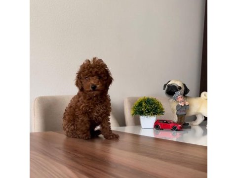 Üst kalite toy poodle yavrularımız
