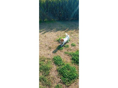 2 yaşında köpeğimiz maylo
