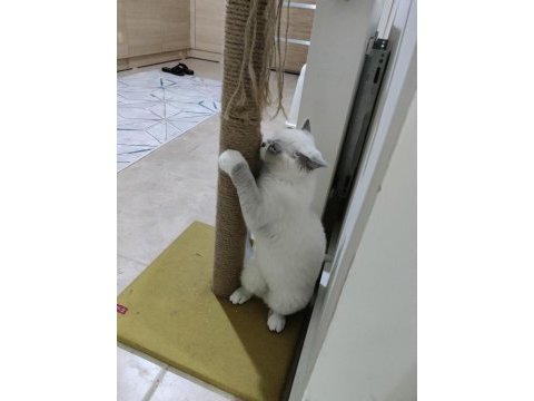 British shorthair erkek yavrumuz