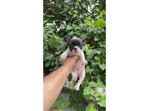 Tospik french bulldog yavrular (ped eğitimli)