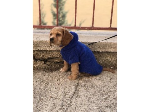İngiliz cocker 2.5 aylık yavru