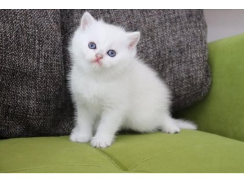 British shorthair beyaz yavrular