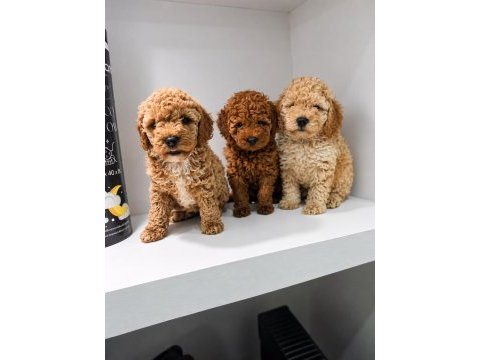 Poodle köpeği yavrularımız