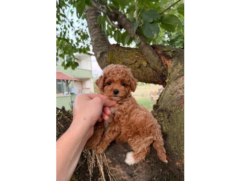 Babyface maltipoo yavrularımız