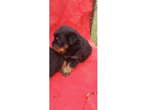 Koca kafa rottweiler yavrular 2 erkek ve 1 dişi