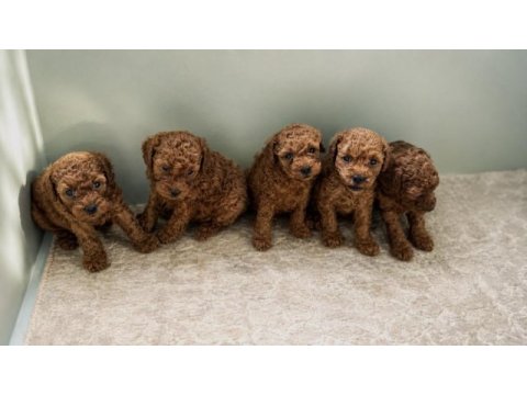 Garantili ev üretimi sağlıklı toy poodle