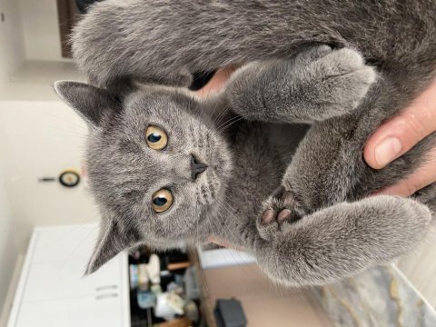 British shorthair topidik yeni yuvasını arıyor
