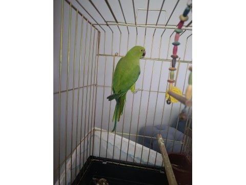 Pakistan papağanı erkek kayseri