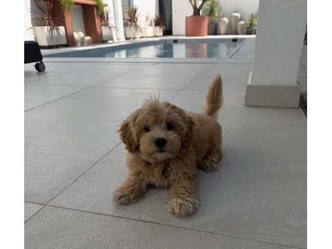 Tr nin en özel maltipoo yavruları
