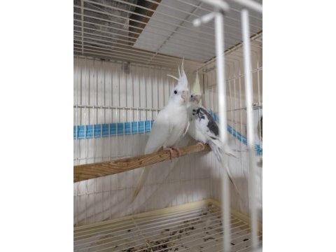 Cf sultan papağanı takım