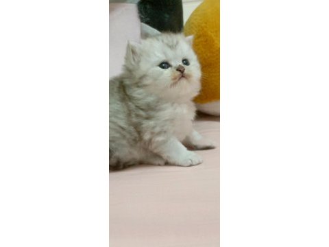 Scottish fold yavru kedimiz