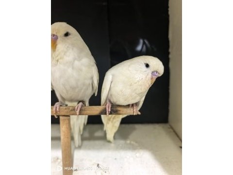 Yeni yeme düşen jumbo ve show jumbo muhabbet kuşları