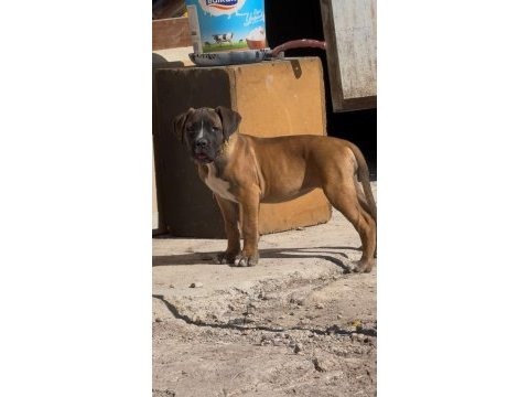 Anne baba şecereli 3 aylık safkan cane corso