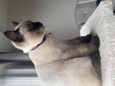 British shorthair blue point